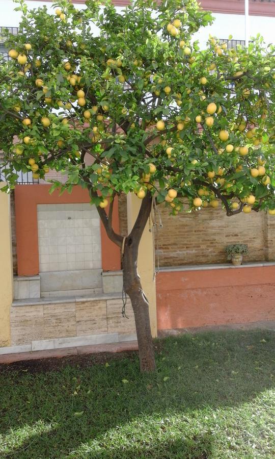 Lemon Garden Hostel Sevilla Buitenkant foto